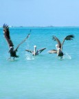 PELLICANI PELLICANI