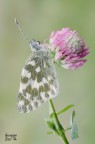 Pontia Edusa