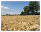 Campo di grano Campo di grano