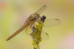 Femmina di Crocothemis erythraea, una libellula piuttosto comune, ma non per questo meno bella. :)
Critiche e commenti sono graditi
[url=http://funkyimg.com/view/2dnfD]H.R.[/url]
