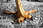 Albero Albero