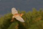 in volo in volo