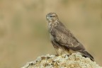 Poiana  (Buteo buteo) Poiana  (Buteo buteo)