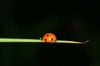 Coccinella Coccinella
