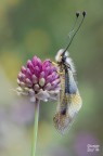 Libelloides Coccajus