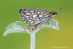 Heteropterus morpheus (Pallas, 1771) Heteropterus morpheus (Pallas, 1771)