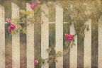 Le Rose del Pittore