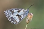 Melanargia  In Classica  posa