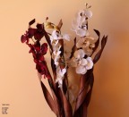 fiori secchi fiori secchi