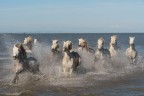free horses free horses