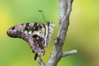 Gramphium agamemnon