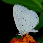 *** Farfallina ***