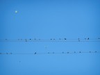 Scuola di volo