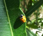 Coccinella Coccinella