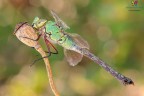 Anax imperator (Leach, 1815) Anax imperator (Leach, 1815)