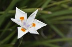 Fiore Fiore