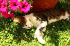 Gatto e fiori Gatto e fiori