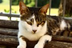 Gatto...III Gatto...III