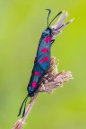 La Zygaena filipendulae, pur essendo una falena, vola di giorno, e, seppure muova le ali molto velocemente, lo fa con un volo lento, ricordando piccole foglie trasportate dal vento.
Il colore cos vivace delle sei macchie rosse indica ai possibili predatori che per loro  tossica...
Critiche e commenti sono graditi
[url=http://funkyimg.com/view/2diz3]H.R.[/url]