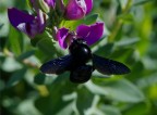 Xylocopa violacea Xylocopa violacea
