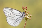 Aporia crataegi