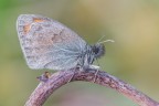 Personalmente trovo affascinante la folta peluria che presenta questa comune Coenonympha pamphilus dietro la testa: sembra perfetta per l'inverno!!
Dunque non c' miglior immagine per augurare a tutti... Buon Ferragosto!!! :D :D :D
Alta Risoluzione = http://funkyimg.com/view/2eTRN