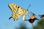 Papilio machaon Papilio machaon