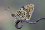 Melitaea didyma Melitaea didyma