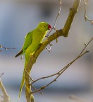 Pappagallo Pappagallo