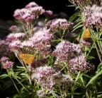 Fiori e farfalle Fiori e farfalle
