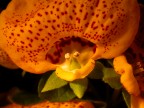 calceolaria gialla calceolaria gialla