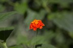 fiore fiore