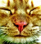 besoO besoO