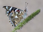 vanessa cardui