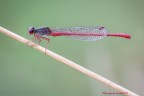 &quot;Linee e forme &quot; (Pyrrhosoma nymphula