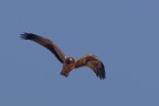 Aquila minore Aquila minore