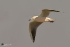 Larus genei ( gabbiano roseo )