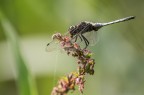 La predatrice