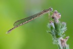 Una Sympecma fusca con la pelle insolitamente granulosa, almeno rispetto agli altri esemplari che ho fotografato.
Critiche e commenti sono graditi
[url=http://funkyimg.com/view/2fNLJ]H.R.[/url]