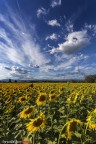 Girasoli 2016 Girasoli 2016