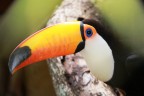 Tucano Tucano