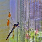 Libellula Libellula