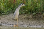 Nitticora(Nycticorax nycticorax) Nitticora(Nycticorax nycticorax)