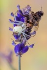 E' da un po' che non pubblico ragni, per cui cerco di recuperare, con una scena di grande affollamento: sul fiore di lavanda sono presenti una femmina di Misumena vatia (che ha predato un'ape), il maschio di Misumena (sull'addome della femmina), e una femmina di Runcinia grammica... che curiosa... :D :D

Critiche e commenti sono graditi
[url=http://funkyimg.com/view/2e86u]H.R.[/url]