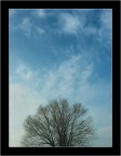 WinterTree WinterTree