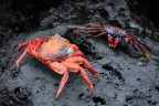 Granchio rosso delle rocce
