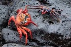 Granchio rosso delle rocce