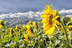 Girasole Girasole