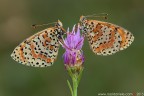 Melitaea didyma (Esper, 1779) (Lepidoptera - Nymphalidae)

Canon EOS 7D + Sigma 180mm f/3.5 EX DG HSM Macro

Suggerimenti e critiche sempre ben accetti
[url=http://www.rossidaniele.com/HR/_MG14248copia-mdc-1500.jpg]Versione HR[/url]