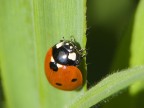 coccinella coccinella